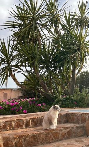 a white cat sitting on a stone wall next to a tree at Casa Andalucía - 3,5 Zimmer Haus unter den Sternen, Vivienda Rural VTARAL01059 in Sorbas