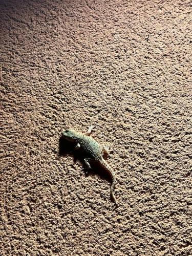 a small lizard walking on the road at Casa Andalucía - 3,5 Zimmer Haus unter den Sternen, Vivienda Rural VTARAL01059 in Sorbas