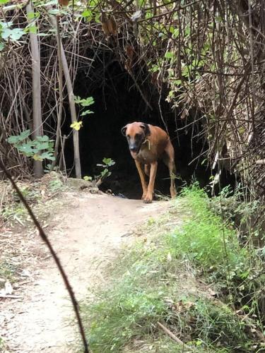 a dog standing in front of a dark tunnel at Casa Andalucía - 3,5 Zimmer Haus unter den Sternen, Vivienda Rural VTARAL01059 in Sorbas