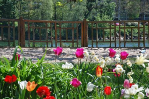 a bunch of flowers in front of a wooden fence at Spacious Room for Rent in Le Pecq in Le Pecq