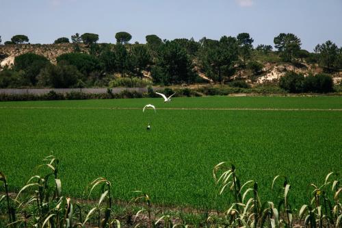 a white bird flying over a green field at Herdade de Montalvo - Comporta in Comporta
