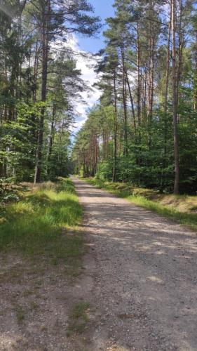 a dirt road in the middle of a forest at Domek wakacyjny "Sosnowy Zakątek" in Stegers