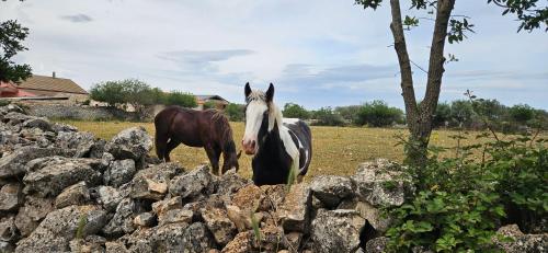 two horses standing next to a rock wall at B&B Via Roma in Gioia del Colle