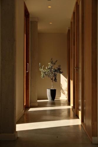 a hallway with a potted plant in a pot at La Maison Gaïa Hôtel & Spa in Torreilles