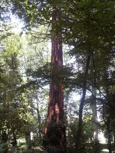 a large tree in the middle of a forest at Cabane avec Jacuzzi privatif du Manoir du Parc - Adults only in Amboise