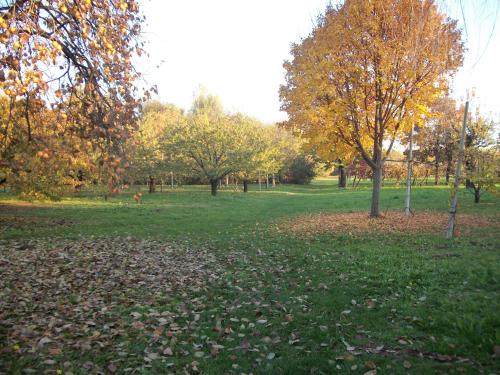 a park with trees and leaves on the grass at Agriturismo Cantarana in Mason Vicentino