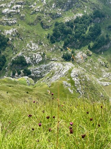 a field of grass with flowers on a mountain at Hostel 90pods & C O working in Shkodër