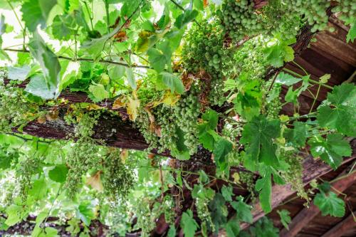 a bunch of green grapes hanging on a vine at Casa Rural en Galaroza in Galaroza