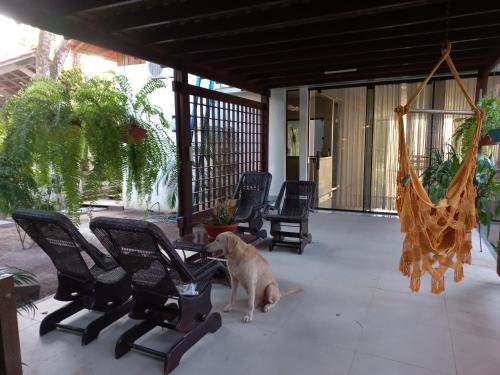 a cat is standing on a patio with chairs at Casa das Seringueiras in Alter do Chao