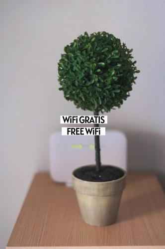 a small green plant in a pot on a table at Apartalux Magic Diamond in Oropesa del Mar