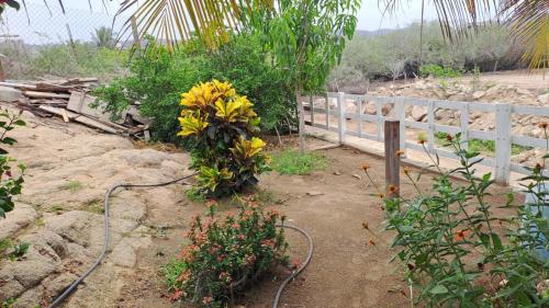 a fence with a bunch of yellow flowers in the dirt at hospedaje san Agustin in Garita
