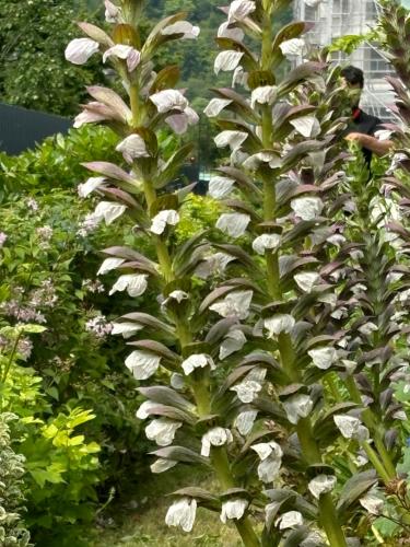 une grande plante à fleurs blanches dans un jardin dans l'établissement Paris-Boulogne studio, à Boulogne-Billancourt