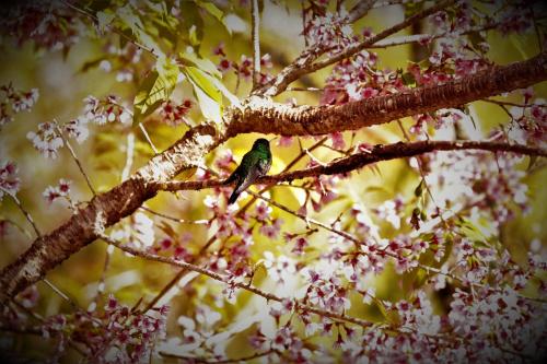 a green bird sitting on a tree branch with flowers at Chalés Nó da Madeira in Visconde De Maua