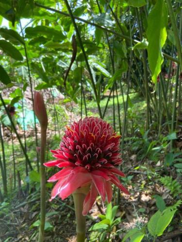 a red flower is growing in a garden at Appartement paisible avec jardin in Lamentin