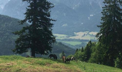 a group of horses grazing on a hill with trees at Wengerwirt zur Laube Komfortzimmer Deluxe in Weng im Gesäuse