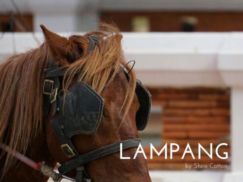 a close up of the head of a brown horse at Kanecha's Home Lampang in Lampang
