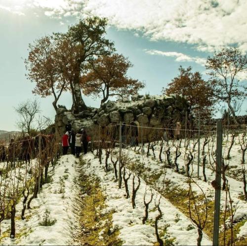 a group of people walking through a vineyard in the snow at La tappa del vignaiolo B&B in Mamoiada