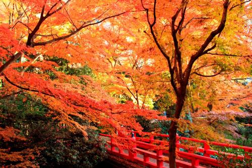 a red bridge in a park with autumn trees at Hotel Chinzanso Tokyo in Tokyo