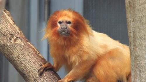an orange monkey sitting on a tree branch at Toyoko Inn Hamamatsu eki Kita guchi in Hamamatsu