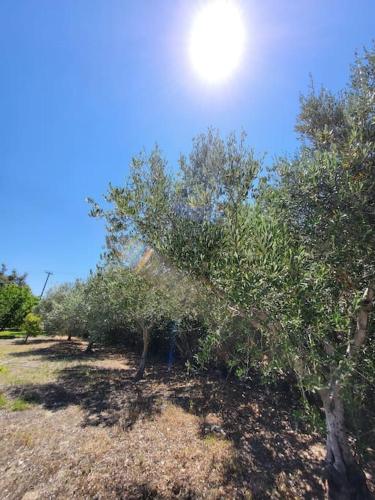 a row of apple trees in a field at Villa Coppa in (( Kermetés ))