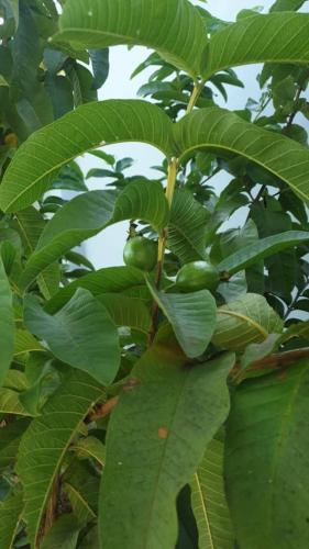 a bunch of green fruit growing on a tree at Blossom House Zanzibar in Kitongani