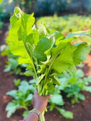 a person holding a bunch of green lettuce at Blossom House Zanzibar in Kitongani