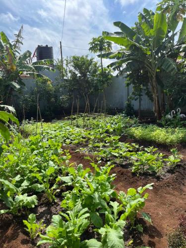 a garden with green plants in the dirt at Blossom House Zanzibar in Kitongani