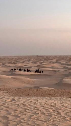 a group of horses walking through the desert at Camp Dunes Insolites Sabria in Sabria