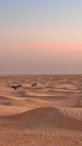 a group of horses walking through the desert at Camp Dunes Insolites Sabria in Sabria