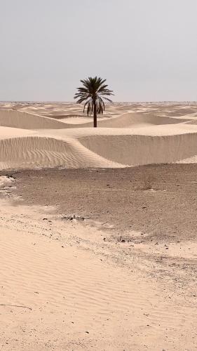a palm tree in the middle of a desert at Camp Dunes Insolites Sabria in Sabria