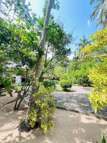 a palm tree in the middle of a park at Krishan Villa in Negombo