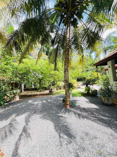 a palm tree on a gravel road next to a house at Krishan Villa in Negombo