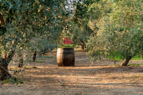 Un jardín fuera de Estate Oasi Verde Casin Anand