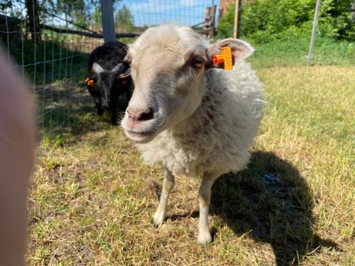 two sheep standing in the grass in a field at Zacisze u Rysia in Brochów