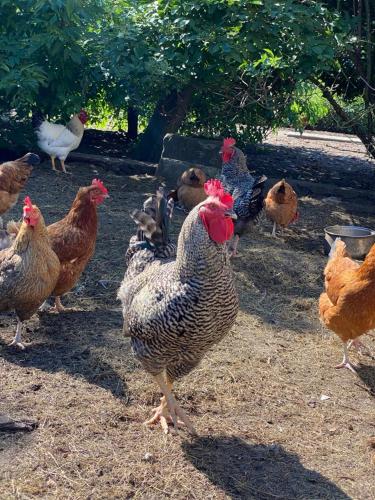 a group of chickens standing around in a field at Zacisze u Rysia in Brochów