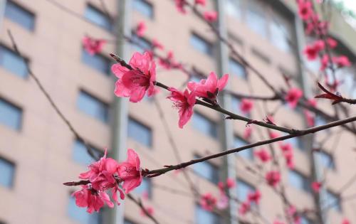 a branch with pink flowers in front of a building at Holiday Inn Express Zhengzhou Zhongzhou by IHG in Zhengzhou