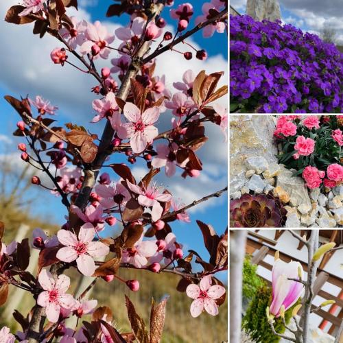 a collage of photos with pink flowers and a fence at Gold Horse Vendégház in Szilvásvárad
