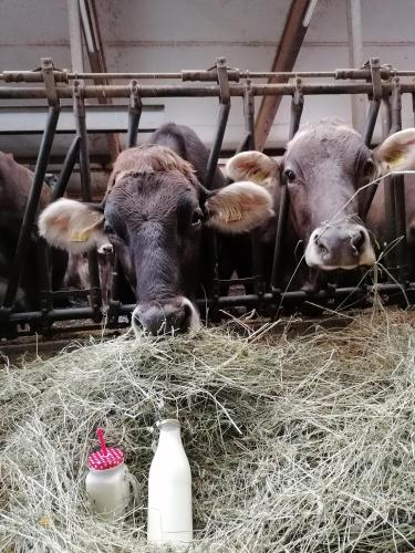 a group of cows eating hay in a barn at Wagnerhof in Pichl bei Aussee