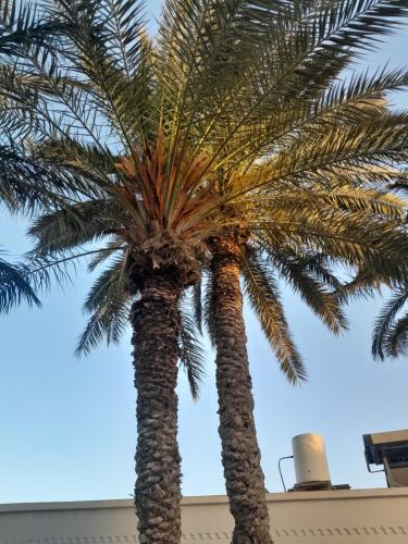a palm tree in front of a building at Dar Rita in Houmt Souk
