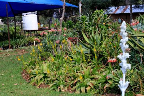 a garden with colorful flowers and an umbrella at The Seed Pod Guesthouse in Modimolle