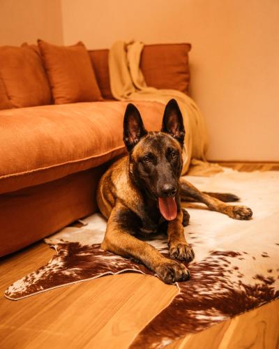 a dog laying on the floor next to a couch at Vinha by NHôme in Ponte de Lima