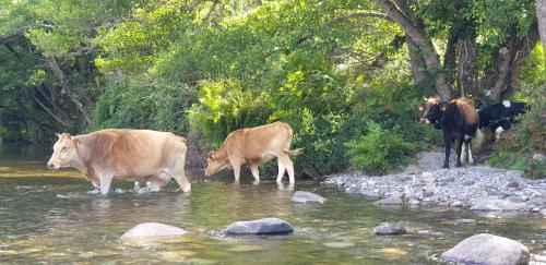 a group of cows standing in a river at Autour du Hamac chambres et table d'hôtes in Moltifao