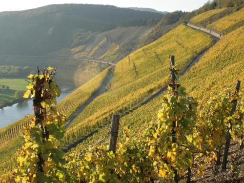 a view of a valley with a river and vines at Ferienhaus Old Winery in Briedel