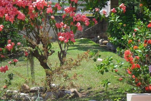 a garden with a tree with pink flowers at Idilio Escape in Ocho Rios
