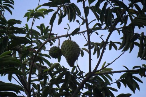 a durian fruit hanging from a tree at Idilio Escape in Ocho Rios