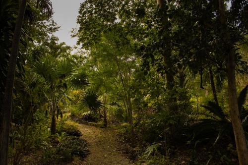 a path through a forest with trees and plants at El Prado- Casa Maya y Casa Rancho-10 personas in Hoctún