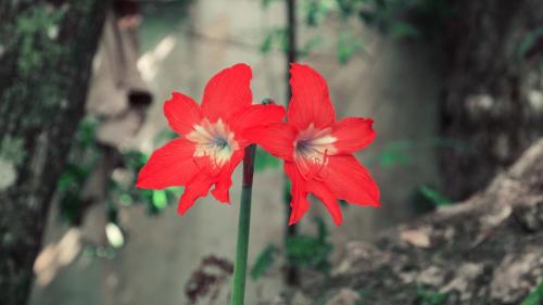two red flowers are standing next to each other at Idilio Escape in Ocho Rios