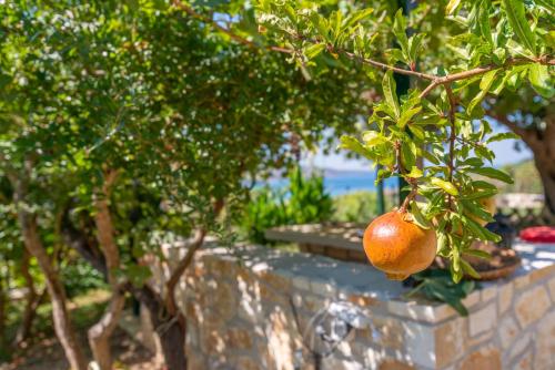 an orange hanging from a tree next to a wall at Liodentro - Olea in Plataria