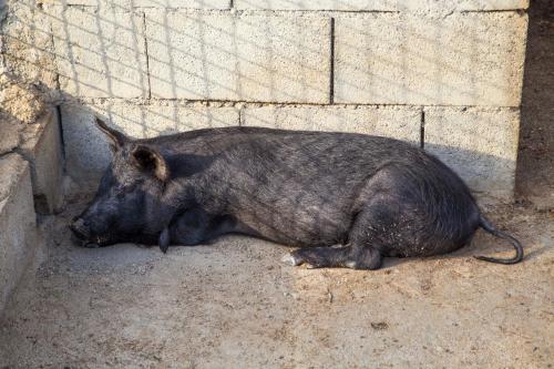 a pig laying on the ground next to a wall at Agriturismo Fassi in Guardavalle