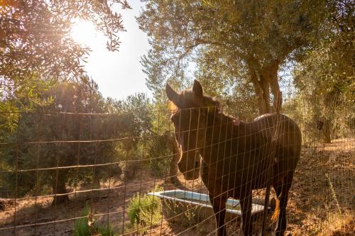 a horse standing behind a wire fence at Liodentro - Olea in Plataria